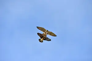 Austral: Austral Peregrine Falcon