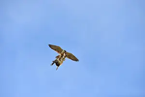 Austral: Austral Peregrine Falcon