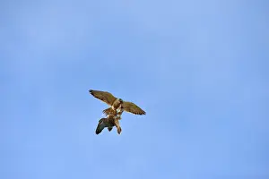 Austral: Austral Peregrine Falcon