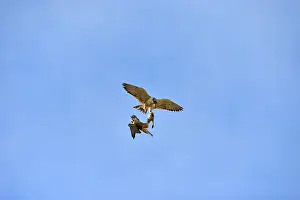 Austral: Austral Peregrine Falcon