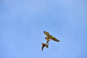 Austral: Austral Peregrine Falcon
