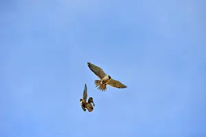 Austral: Austral Peregrine Falcon