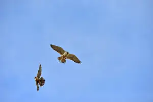 Austral: Austral Peregrine Falcon