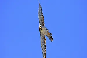 Austral: Austral Peregrine Falcon