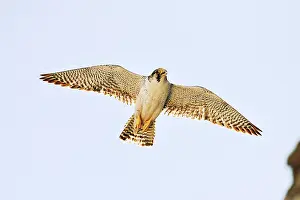 Austral: Austral Peregrine Falcon