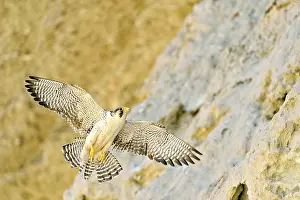 Austral: Austral Peregrine Falcon