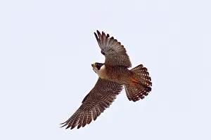Austral: Austral Peregrine Falcon