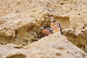Austral: Austral Peregrine Falcon