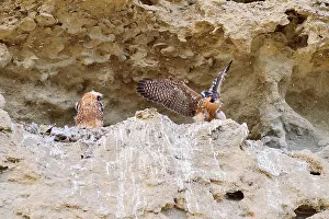 Preparing: Austral Peregrine Falcon