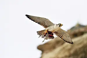Austral: Austral Peregrine Falcon