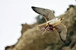 Austral: Austral Peregrine Falcon