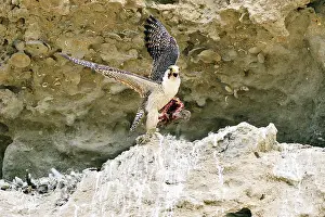 Austral: Austral Peregrine Falcon