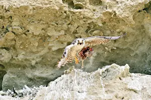Austral: Austral Peregrine Falcon