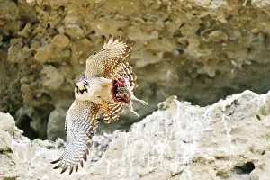 Austral: Austral Peregrine Falcon