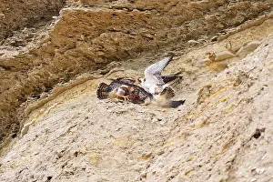 Providing: Austral Peregrine Falcon