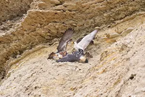 Providing: Austral Peregrine Falcon