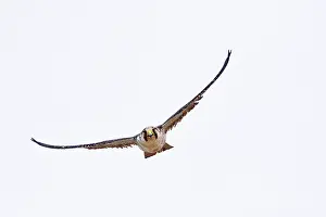 Austral: Austral Peregrine Falcon