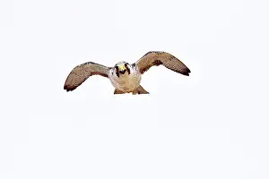 Austral: Austral Peregrine Falcon