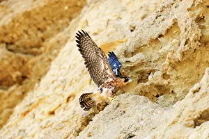 Austral: Austral Peregrine Falcon