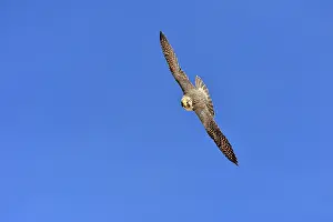 Cassini: Austral Peregrine Falcon - adult female in flight