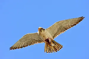Austral: Austral Peregrine Falcon - adult female in flight