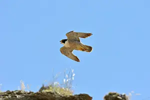 Austral: Austral Peregrine Falcon - adult male calling in flight