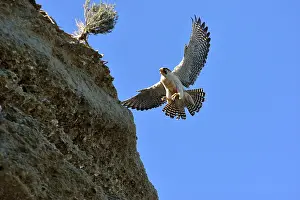 Austral: Austral Peregrine Falcon - adult male calling in flight