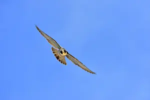 Cassini: Austral Peregrine Falcon - adult male in flight