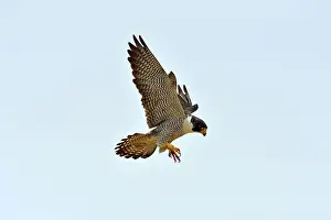 Austral: Austral Peregrine Falcon - adult male in flight
