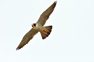 Austral: Austral Peregrine Falcon - adult male in flight