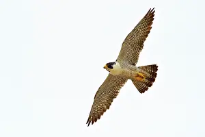 Austral: Austral Peregrine Falcon - adult male in flight