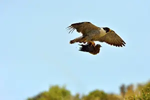 Austral: Austral Peregrine Falcon - adult male in flight with prey