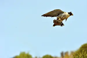 Austral: Austral Peregrine Falcon - adult male in flight with prey