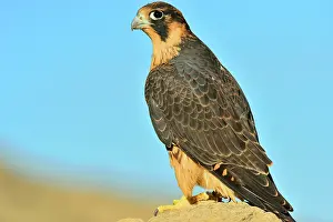 Austral: Austral Peregrine Falcon - young