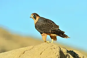 Austral: Austral Peregrine Falcon - young