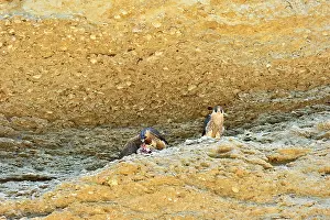 Austral: Austral Peregrine Falcon - young feeding at nest