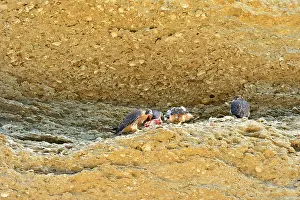 Austral: Austral Peregrine Falcon - young feeding at nest