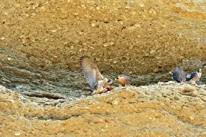 Austral: Austral Peregrine Falcon - young feeding at nest