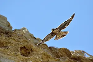 Austral: Austral Peregrine Falcon - young in flight