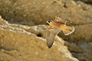 Austral: Austral Peregrine Falcon - young in flight