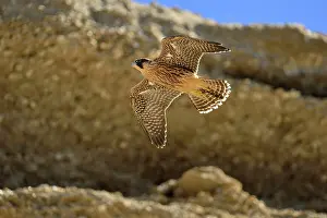 Austral: Austral Peregrine Falcon - young in flight
