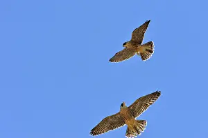 Austral: Austral Peregrine Falcon - young in flight