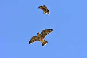 Austral: Austral Peregrine Falcon - young in flight