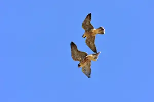 Austral: Austral Peregrine Falcon - young in flight