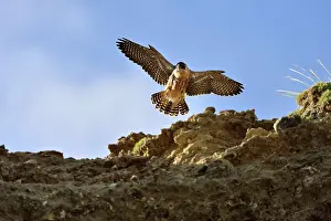 Austral: Austral Peregrine Falcon - young in flight