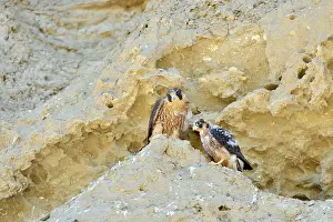 Austral: Austral Peregrine Falcon - young at nest on cliff face