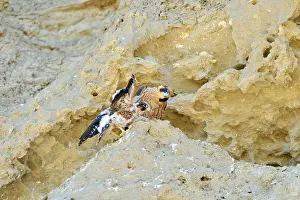 Austral: Austral Peregrine Falcon - young at nest on cliff face