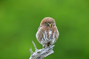 Austral: Austral Pygmy Owl