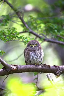 Austral: Austral Pygmy Owl perched