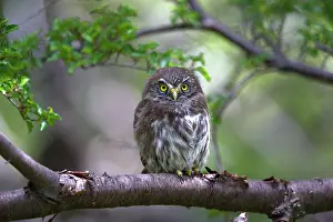Austral: Austral Pygmy Owl perched